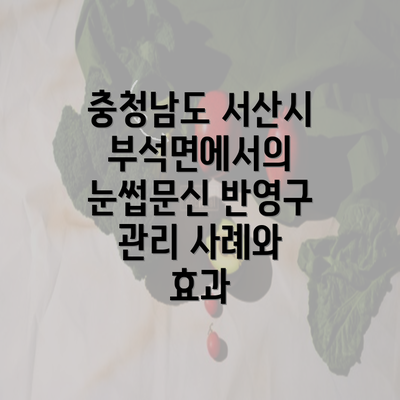 충청남도 서산시 부석면에서의 눈썹문신 반영구 관리 가이드
